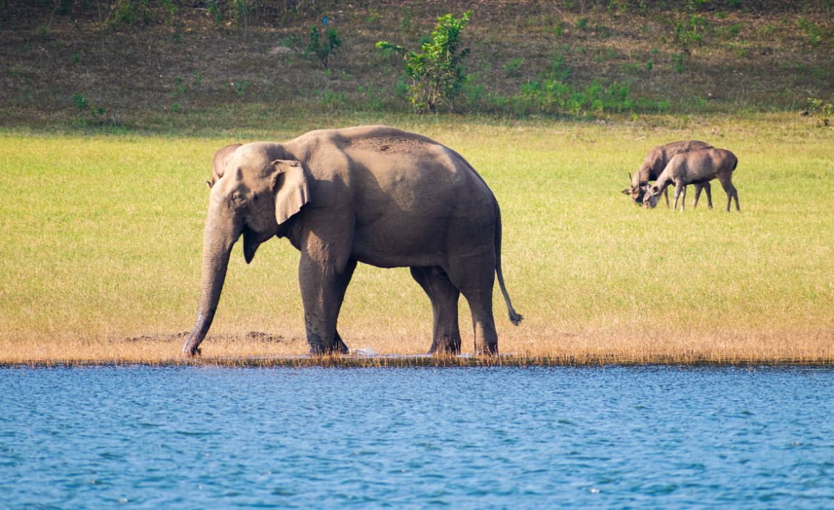 Gavi – Periyar Tiger Reserve